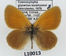 Satyrinae, Coenonympha glycerion korshunovi, male, A1-, Ukraine L10013