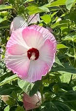 50 Hibiscus Seeds Luna Pink Swirl HARDY HIBISCUS (Perennial Seeds)