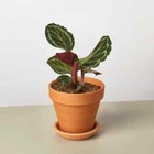 25+ Seeds Calathea Roseopicta 'Medallion' Plant