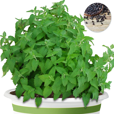 plants in a pot for sale Urban Jungle Pothos Golden in 4-inch Grower Pot (Live Plant)