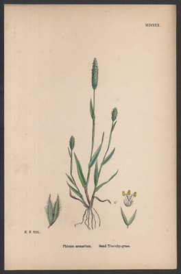 SAND TIMOTHY-GRASS 1872 John Edward Sowerby PFLANZENDRUCK