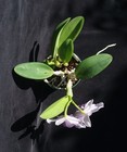 BLOOMING Orchid plant: Lc. Hina Murasakino '457', HO select — photo 4