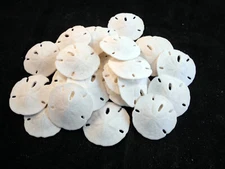 24 Small White Florida Sand Dollars (Tiny Size: 1"- 1 1/2") Coastal Art Crafts