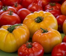 GRAINES DE LEGUMES BIO Tomates Box Mix Surprise !!! X50 Graines