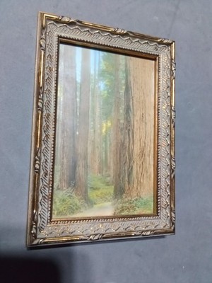1910 Hand Colored Bear Studio # 220 Photo California Redwoods Photograph