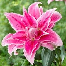 Lilium Oriental Roselily Isabella 3 Flower Bulbs, Summer Pink Pollen