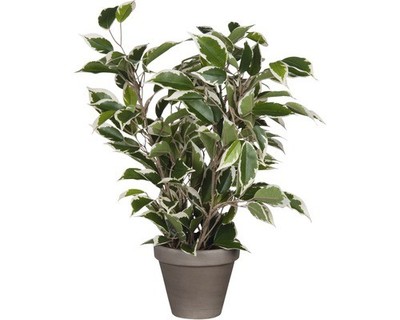 Kunstpflanze Birkenfeige Ficus natasja Ø 30 H 40 cm grün-bunt