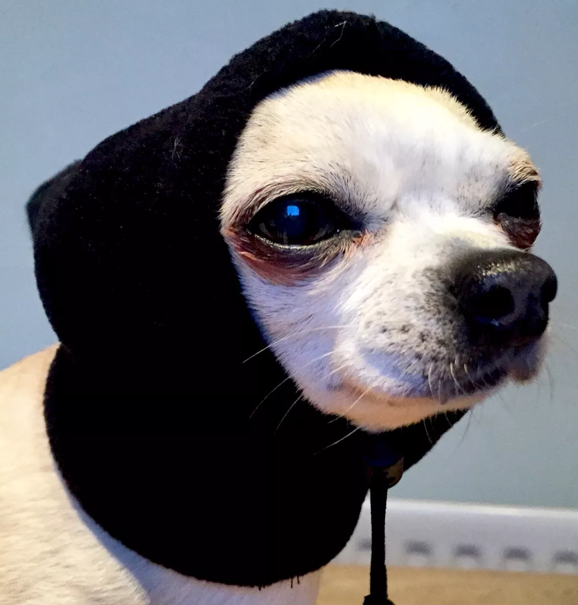 Chihuahua with 2025 a hat