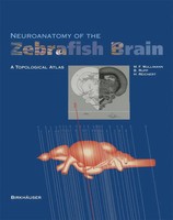 Neuroanatomy Of The Zebrafish Brain A Topological Atlas Wulliman (U. A.) Buch