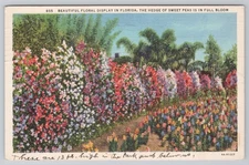 Beautiful Floral Display Florida Postcard
