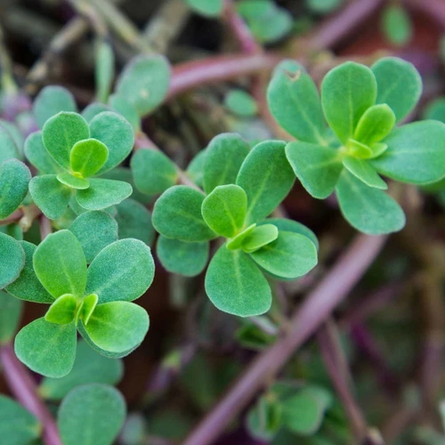 2000+ Green Purslane Seeds - HEIRLOOM, NON-GMO | USA Free Shipping !