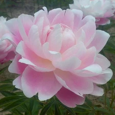 Easy to Grow Peony Mrs. F.D. Roosevelt Plant Root Division Spring Bloom Zone 3-8