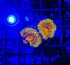 CE- WYSIWY Pot of Gold Acan Lord Micromussa - Live Coral Frag LPS SPS #R1A1