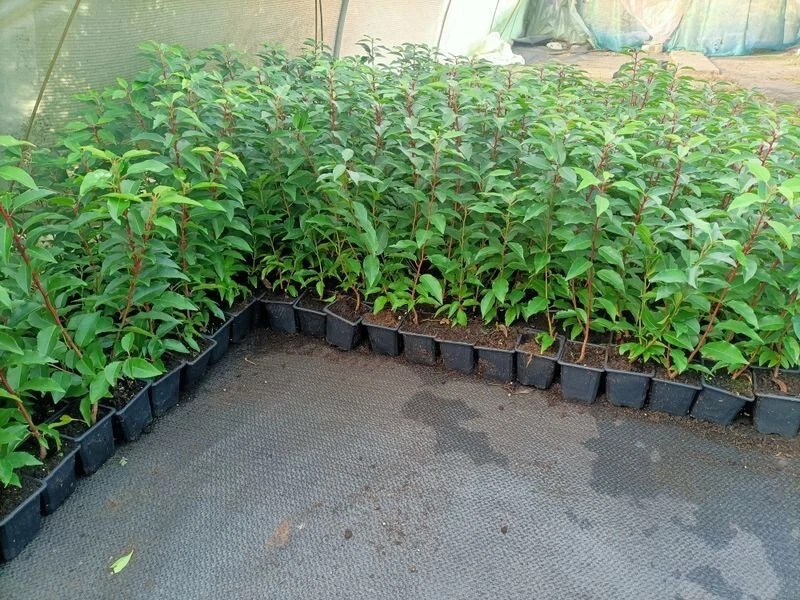 Kirschlorbeer Prunus fr den Frhling Pflanzen, Strucher & Hecken online  kaufen | eBay.de