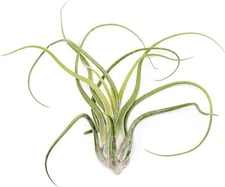 XL Tillandsia Caput Medusae Air Plants - Easy Indoor Outdoor Live Decor