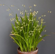 RARE 10 x 'Fairy Bells' Melasphaerula Ramosa yellow flowering houseplant