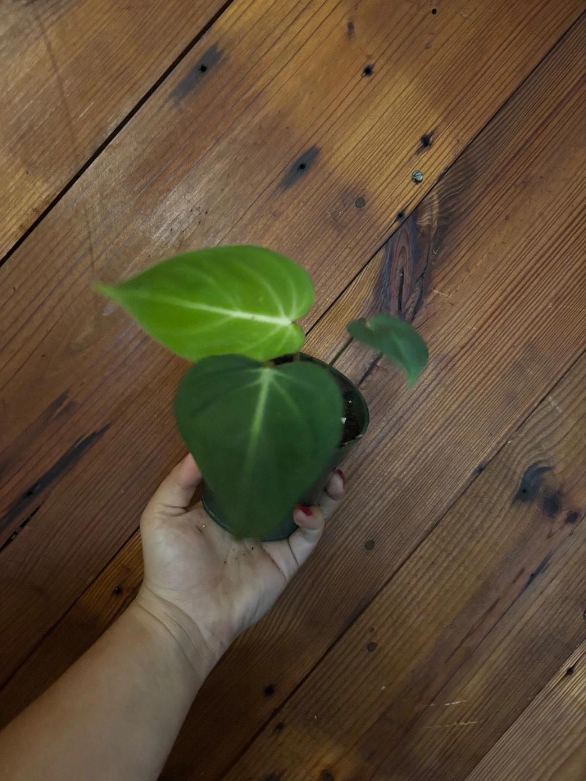 Philodendron Gloriosum
Opens in a new window or tab