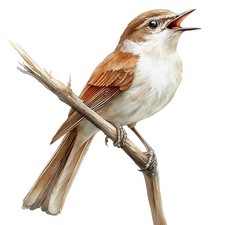 2 x autocollants autocollants rossignol autocollants de voiture 9 x 9 cm oise...