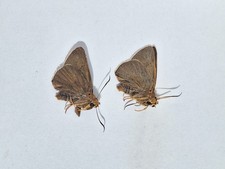 2X Unmounted male butterfly Burara aquilina (Speyer, 1879)