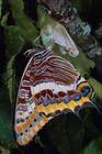 720019 Tirage Photo A4 Deux Charaxes Pâques Tailées Jasius Provence France