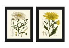 Vintage Daisy Daisies Botanical Prints Wall Art Set of 2 White Yellow Unframed