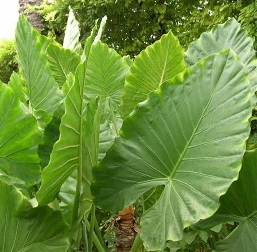 Alocasia - Calidora,  10-12" tall - Image 2 of 4