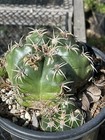 Gymnocalycium denudatum-Cluster(Seed Grown)