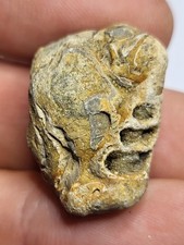 Intriguing Educational Fossil Shell Matrix Gastropods Isle of Wight Ref019