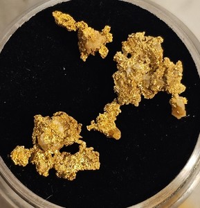Colorado Gold Nuggets | eBay
