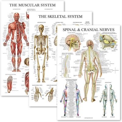 3 Pack - Muscle + Skeleton + Spinal Nerves Anatomy Poster Set - Muscular and Ske