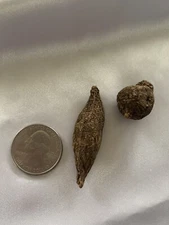 high john the conqueror root ( miniature pair)