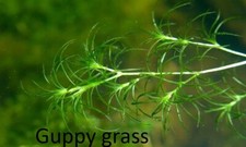 Guppy grass-floating aquarium plants*Buy 2- get 1 as a gift*