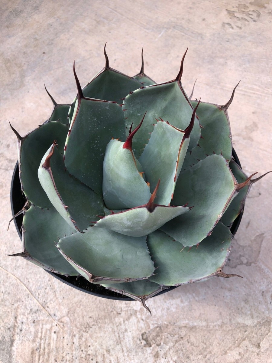 Agave Parryi Truncata, Currently In 8” Container | eBay