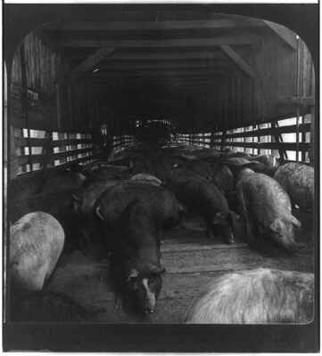 Thousands of hogs a runway leading t othe shackling pen Swift's Pac- Old Photo