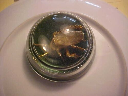 GLASS PAPERWEIGHT WITH "GOLDBUG",  3 IN. DIAMETER, GREEN FELT BOTTOM, FR. ESTATE - Picture 1 of 5