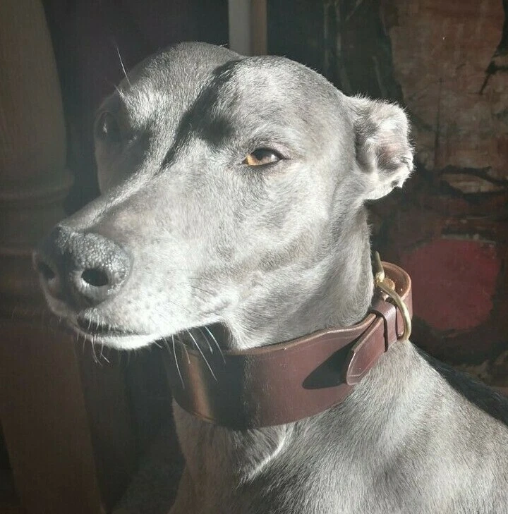 Whippet collars top for sale