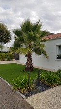 Washingtonia robusta / Palmier du Mexique / Conteneur de 2 à 2.9 litres