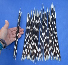 50 piece lot of South African Porcupine Quills 12 to 14 inches 51662