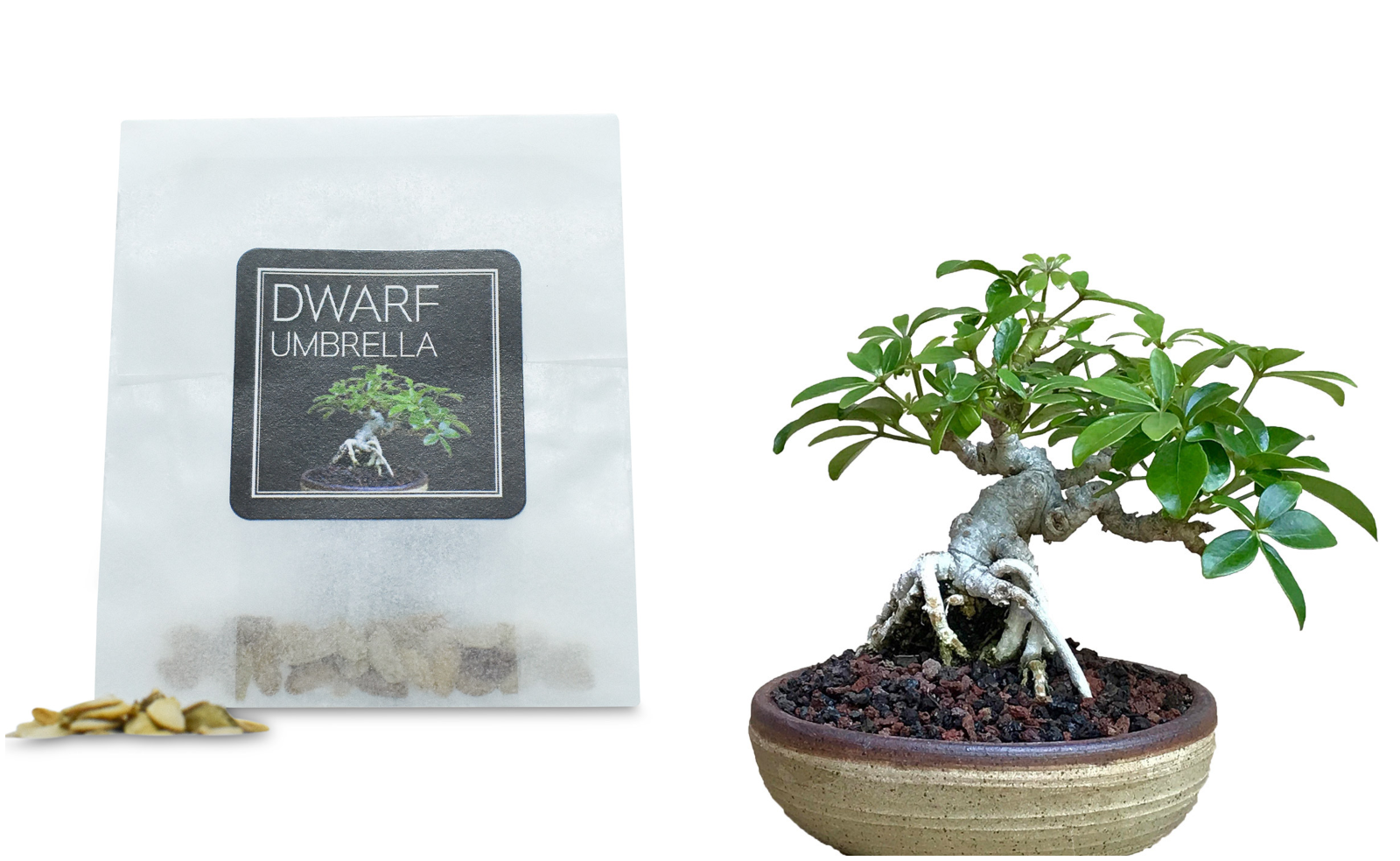 30 Dwarf Umbrella Bonsai Seed | Grow Your Own Bonsai Tree | Bonsai Beginner Gift