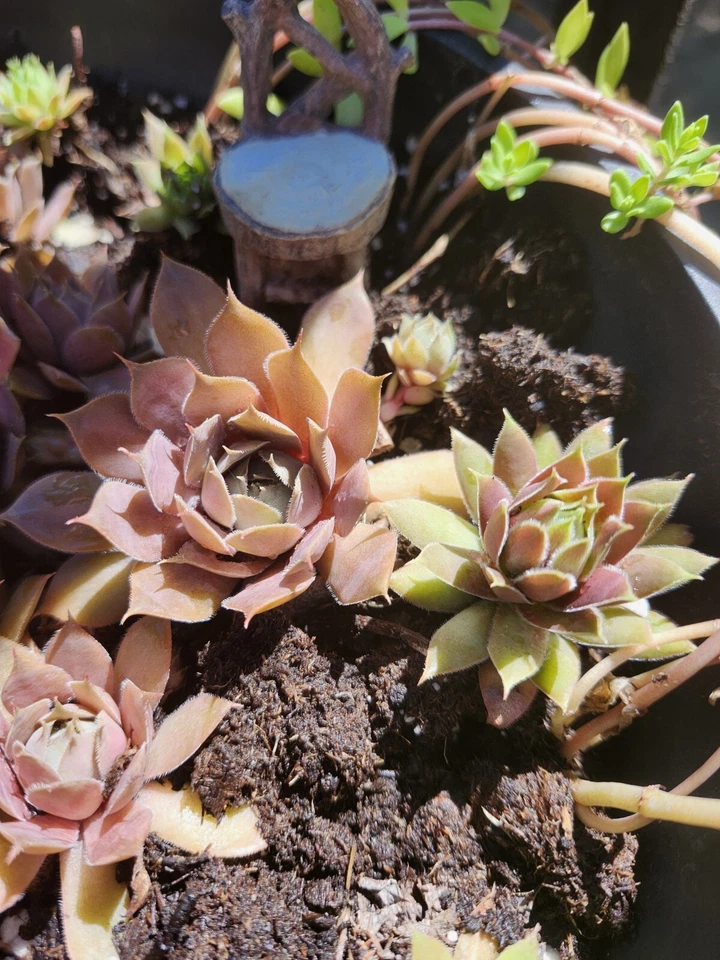 Sempervivum tectorum Hen N Chicks Common Houseleek X3 - Image 3 of 3