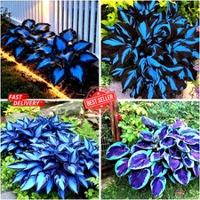 Mixrug 300 Hostas Seed Midnight blue for Planting Outdoors-Rare Mixed