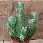D7143 EUPHORBIA RESINIFERA pot10-H18-W16 cm MaMa Cactus