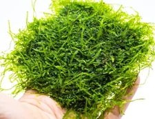 Weeping Moss Mat (3inx3in) - Live Aquarium Moss For Planted Shrimp Tank