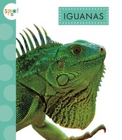 Iguanas Alissa Thielges