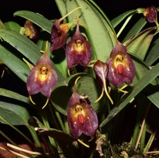 Masdevallia teaguei Rare miniature orchid species bloom size