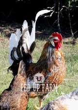 Icelandic Chickens (VIKING EGGS)- 12+extras Rare Exotic 100% PURE Hatching Eggs