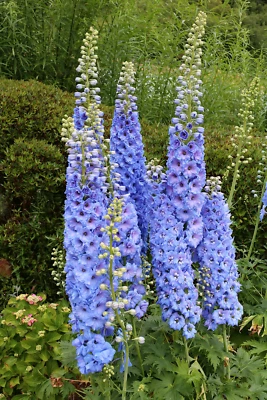 SEEDVILLE USA 350 Blue with Pink ROCKET LARKSPUR DELPHINIUM Consolida Ajacis Seeds