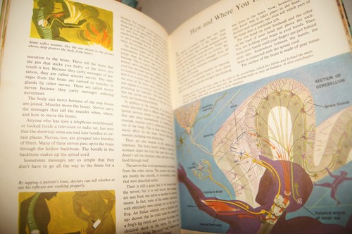 The Human Body Illustrated Colorful Pullout Deluxe Golden Book 1959 1961 Vintage - Picture 13 of 17