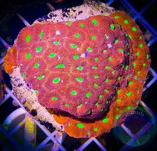 SAF~War Coral Favia Frag, Live Coral “WYSIWYG” 3 Inch Frag Plate, Brain, Colony