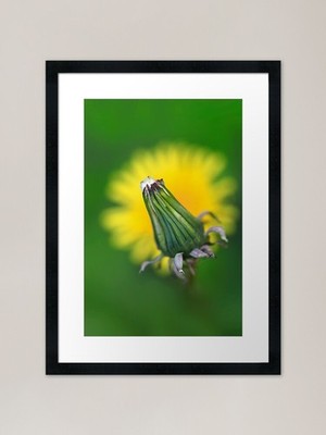 Gelber Pusteblume auf grünem Hintergrund gerahmtes Wandbild Poster Leinwanddruck Bild